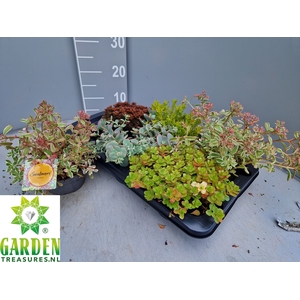 SEDUM GEM