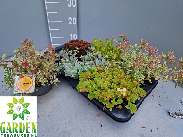 <h4>SEDUM GEM</h4>