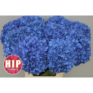 HYDR M CH PIMPERNEL