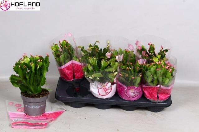 <h4>SCHLUMB GEM 3 KL</h4>