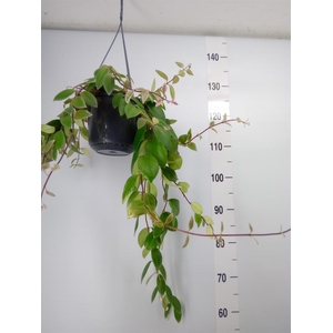 Aeschynanthus lobb. 'Variegatus'