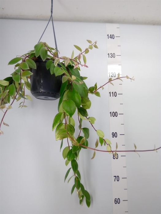 <h4>Aeschynanthus lobb. 'Variegatus'</h4>