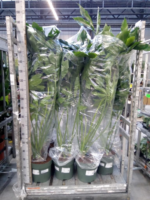 <h4>Philodendron 'Fun Bun'</h4>