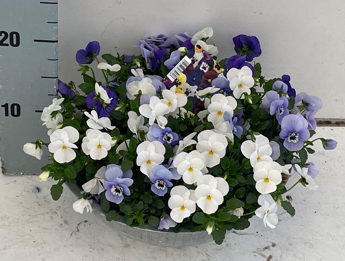 <h4>VIO CO SOR XP GEM</h4>