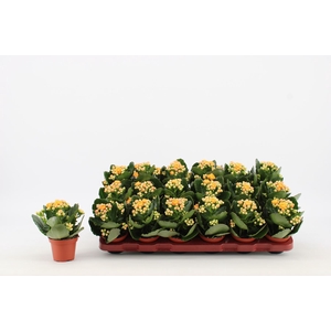 Kalanchoe Grandiva Barber