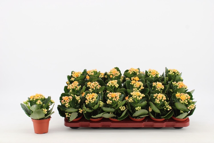 <h4>Kalanchoe Grandiva Barber</h4>