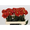 Dahlia Orange Fox