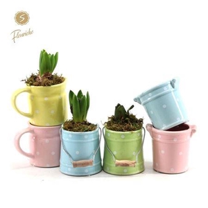 Hyacinth mix 1404 spring mix