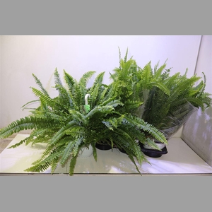 Nephr Ex Sonata In Hangpot