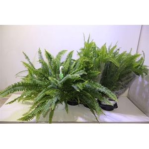 arr8 Nephr Ex Sonata In Hangpot