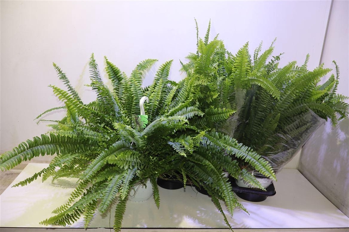 <h4>Nephr Ex Sonata In Hangpot</h4>