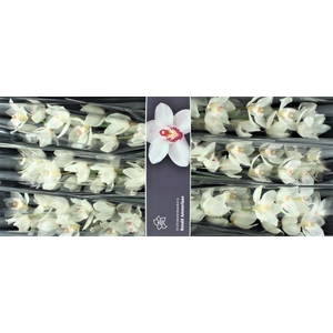 Cymbidium White Sensation