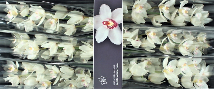 <h4>Cymbidium White Sensation</h4>