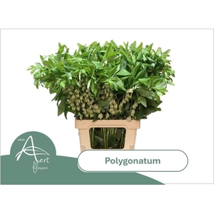 POLYGONATUM MULTIFLO