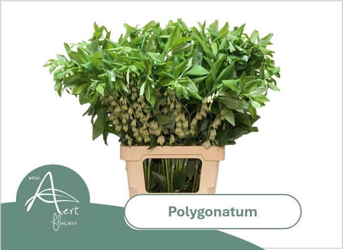 <h4>POLYGONATUM MULTIFLO</h4>