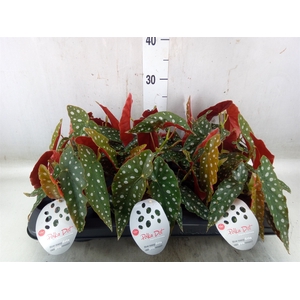 Begonia maculata