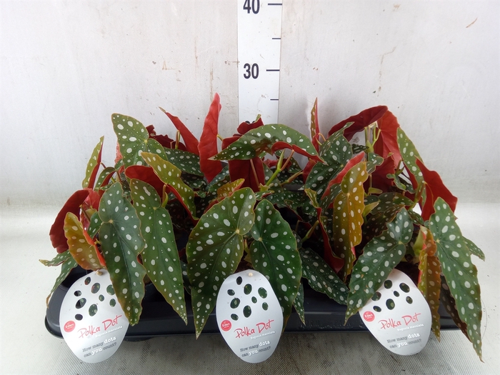 <h4>Begonia maculata</h4>
