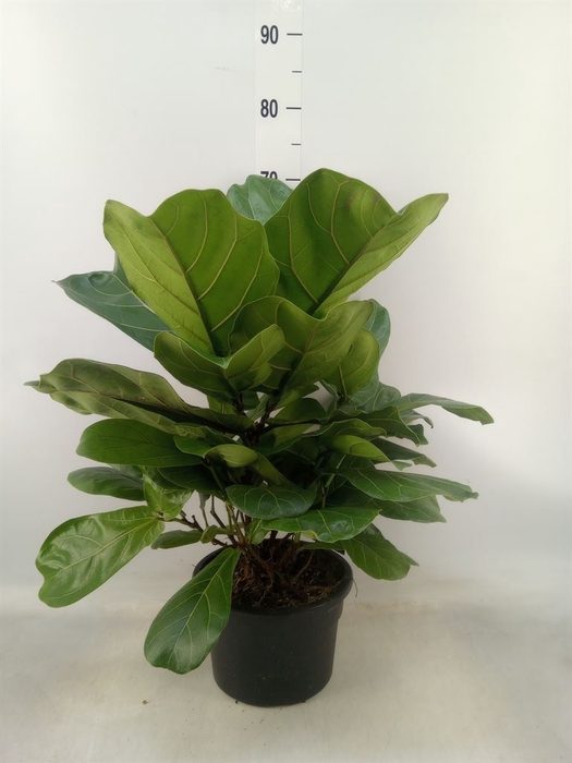 <h4>Ficus lyrata</h4>
