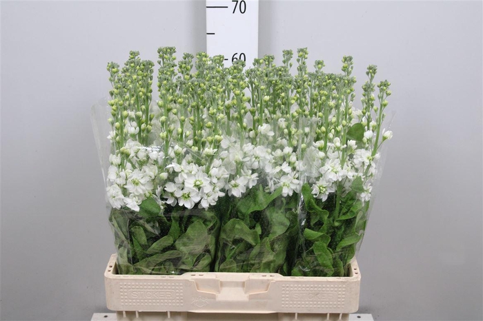 <h4>Matth Aida White</h4>