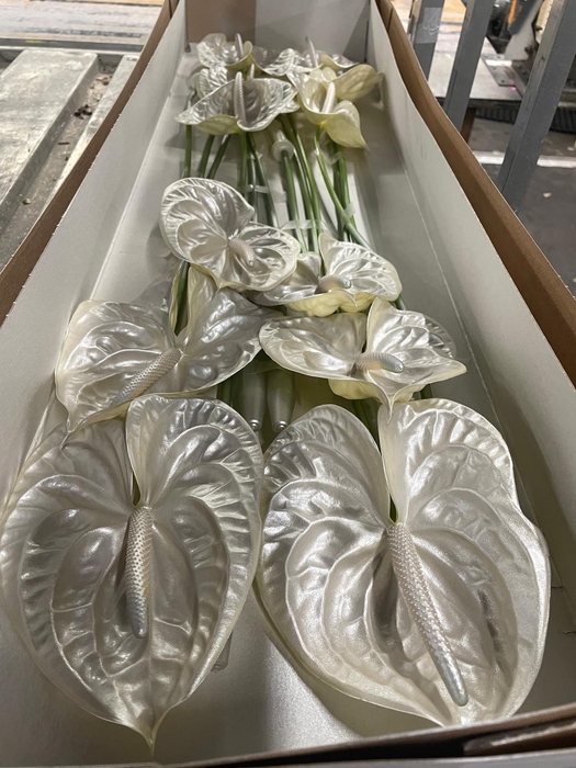 <h4>Ant A Satin Pink</h4>