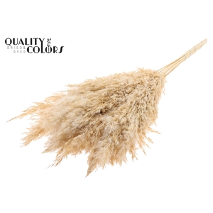 Pampas Grass 70cm 10st/bunch Bleached Fosted White