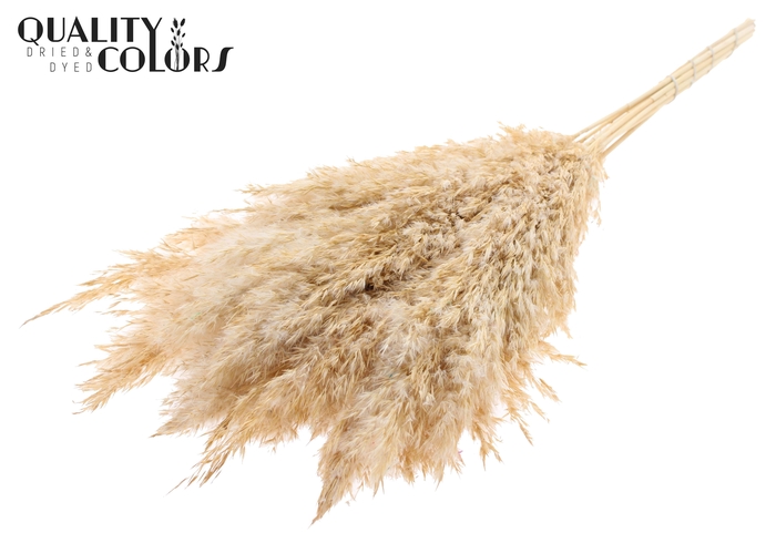 <h4>Pampas Grass 70cm 10st/bunch Bleached Fosted White</h4>