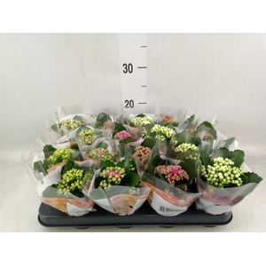 Kalanchoe blos. 'RoyalDon'   ..mix