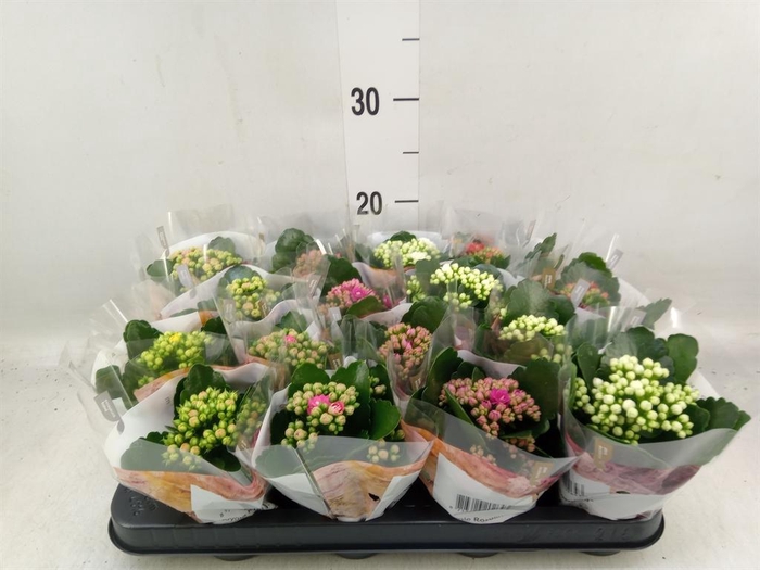 <h4>Kalanchoe blos. 'RoyalDon' ..mix</h4>