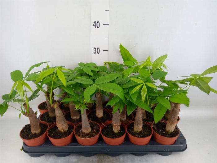 <h4>Pachira aquatica</h4>