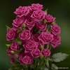 ROSA SPRAY PINK YO-YO 050 CM PINK