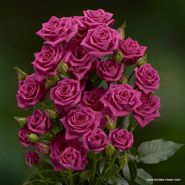 <h4>ROSA SPRAY PINK YO-YO 040 CM PINK</h4>