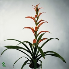 Guzmania wittmackii   ...red