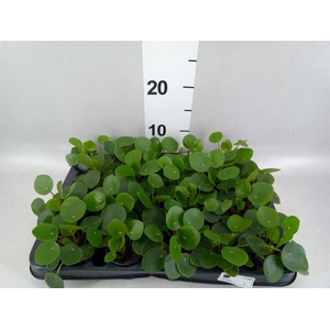Pilea peperomioides