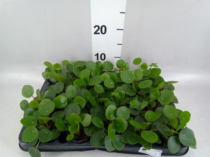 <h4>Pilea peperomioides</h4>
