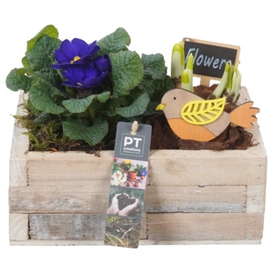 PTBM3192 Arrangementen Tuinplanten