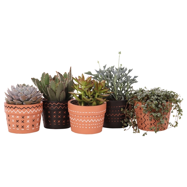 <h4>Succulent mix 10,5 cm in Adrinka sierpot</h4>