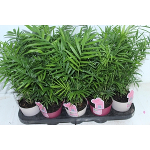 CHAMAEDOREA ELEGANS P11