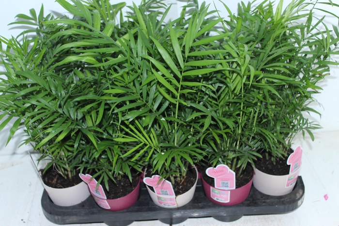 <h4>CHAMAEDOREA ELEGANS P11</h4>