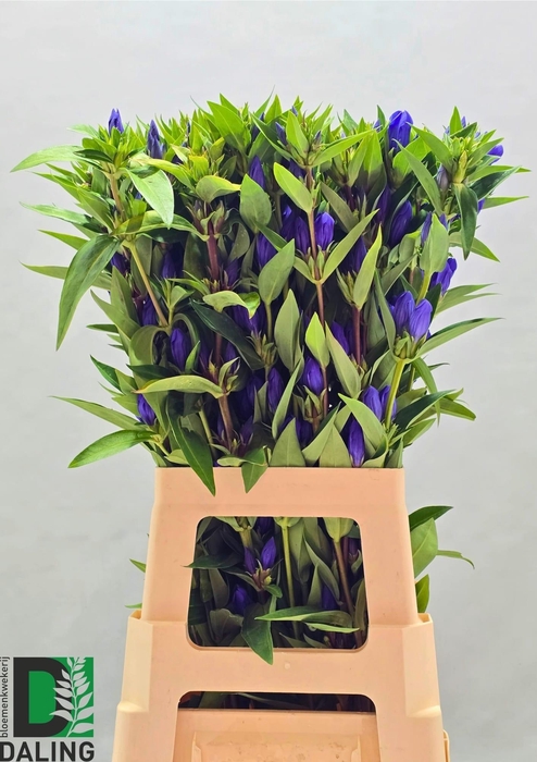 <h4>GENTI JUST BLUE</h4>