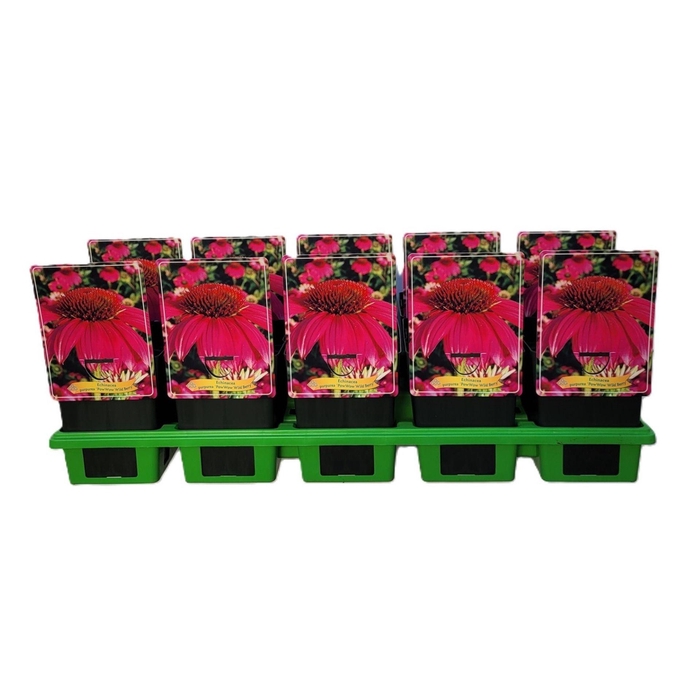 <h4>Echinacea purpurea Powwow Wild Berr</h4>