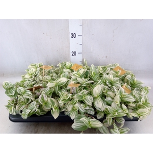 Senecio cephal. 'Mountain Fire'