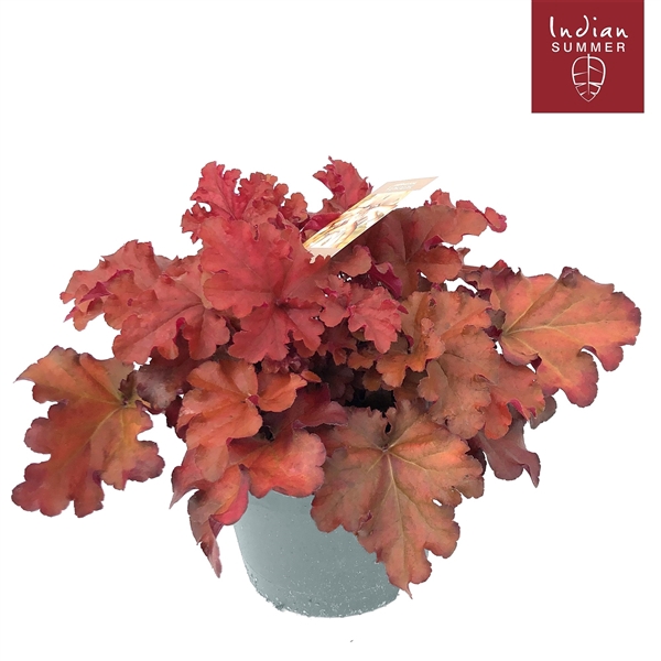 <h4>Heuchera 'Indian Summer' Red</h4>