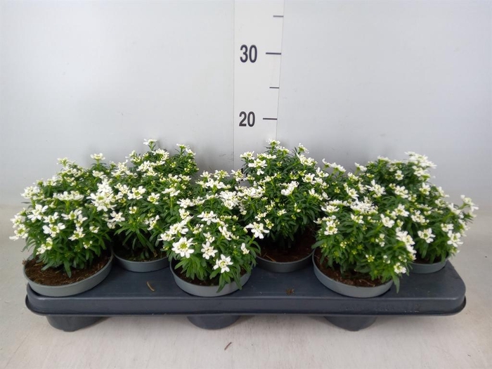 <h4>Iberis semp.</h4>