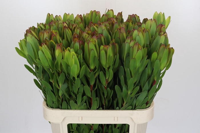 <h4>Leucadendron Goldstrike</h4>