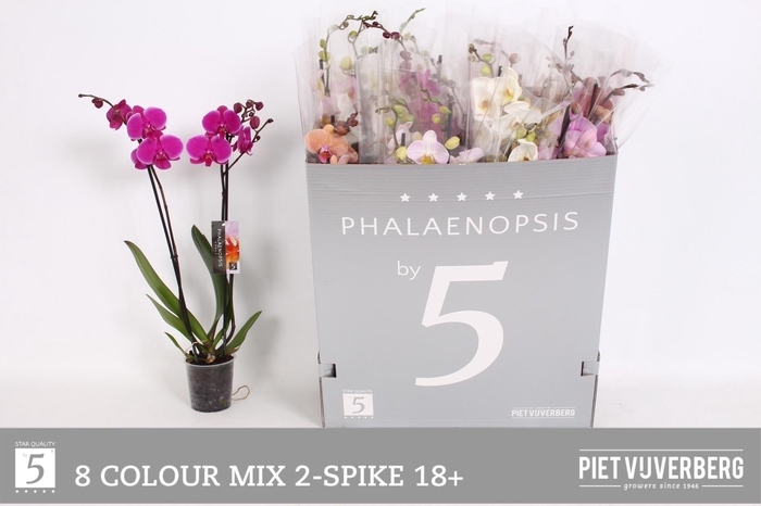 <h4>PHAL GEM 8 KL</h4>