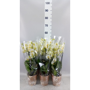 Phalaenopsis multi. 'Ant Lausanne'