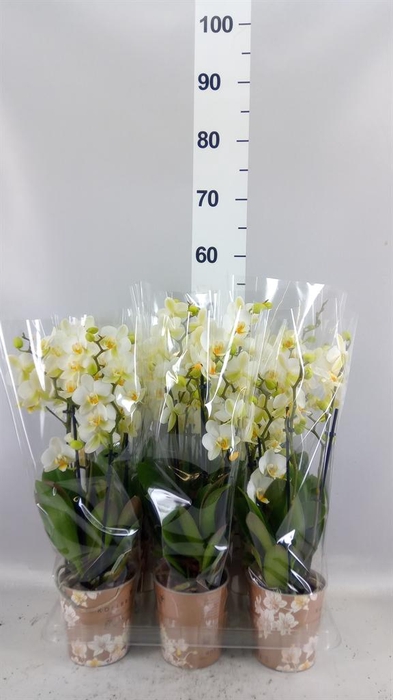 <h4>Phalaenopsis multi. 'Ant Lausanne'</h4>
