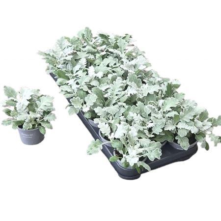 <h4>Jacobaea Maritima</h4>