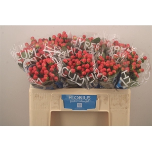 Hyp Coco Tango Red