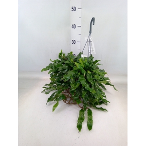 Microgramma nitida 'Monkeyhill'